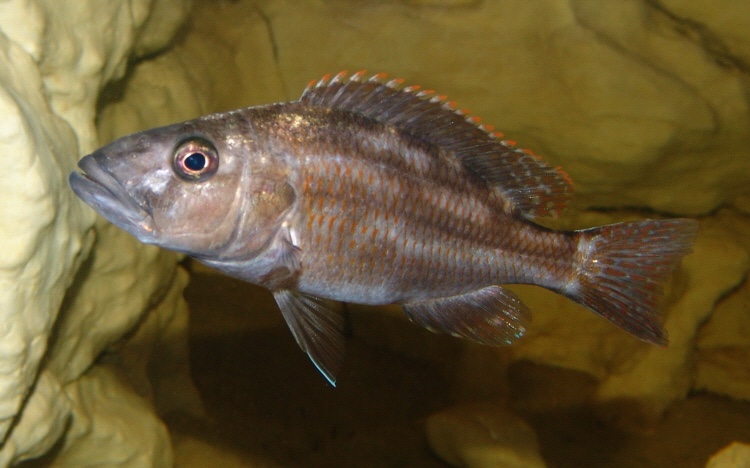 Nimbochromis fuscotaeniatus